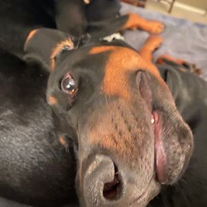 Meet your Posher, Rachael